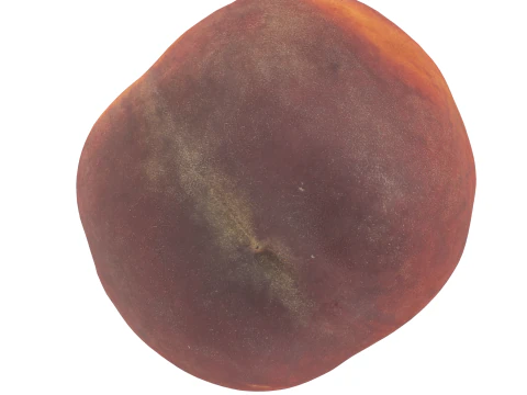 Персик 3D Модель