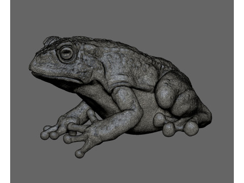 Forg 3D Print Model