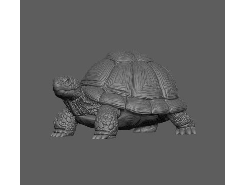 Turtle 3D Print Model