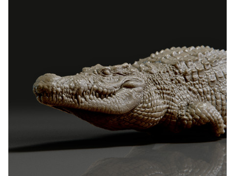 Crocodile 3D Print Model