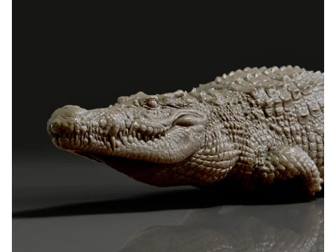 Krokodil 3D Druckmodell