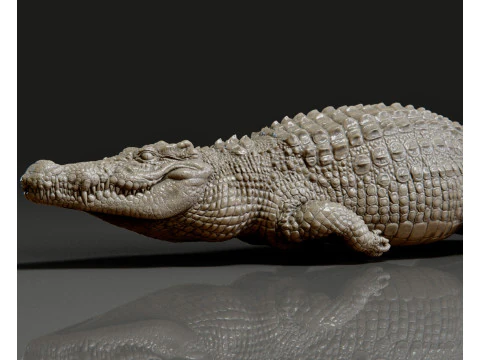 Crocodile 3D Print Model