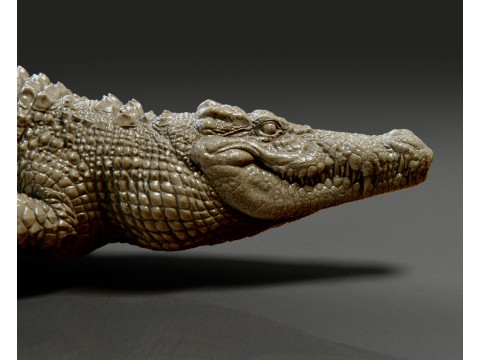 Crocodile 3D 打印模型