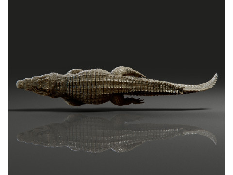 Crocodile 3D 打印模型