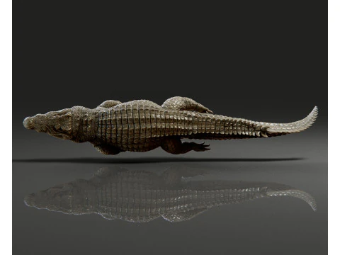 Crocodile 3D Print Model