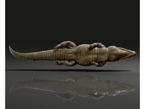 Crocodile 3D 打印模型
