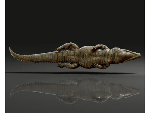 Crocodile 3D Print Model