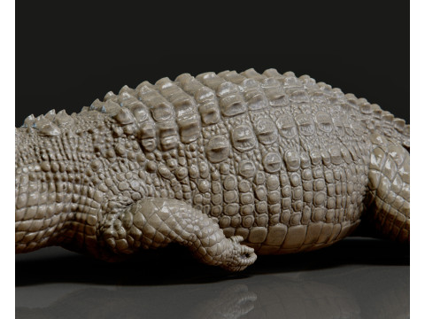 Crocodile 3D 打印模型