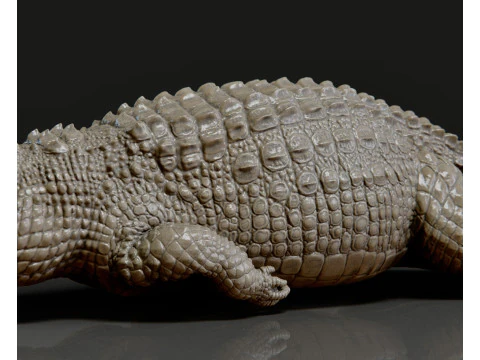Crocodile 3D Print Model
