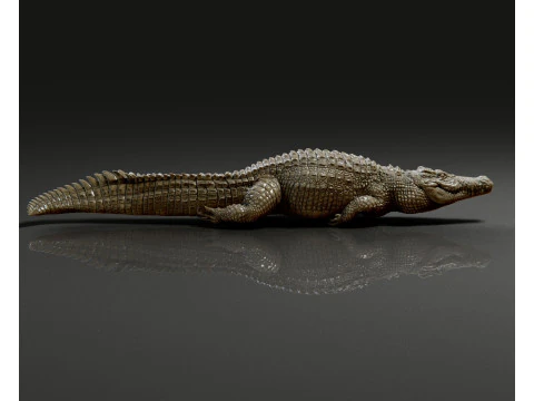 Crocodile 3D Print Model