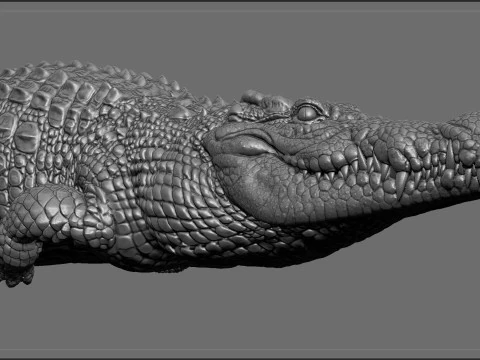 Crocodile 3D Print Model