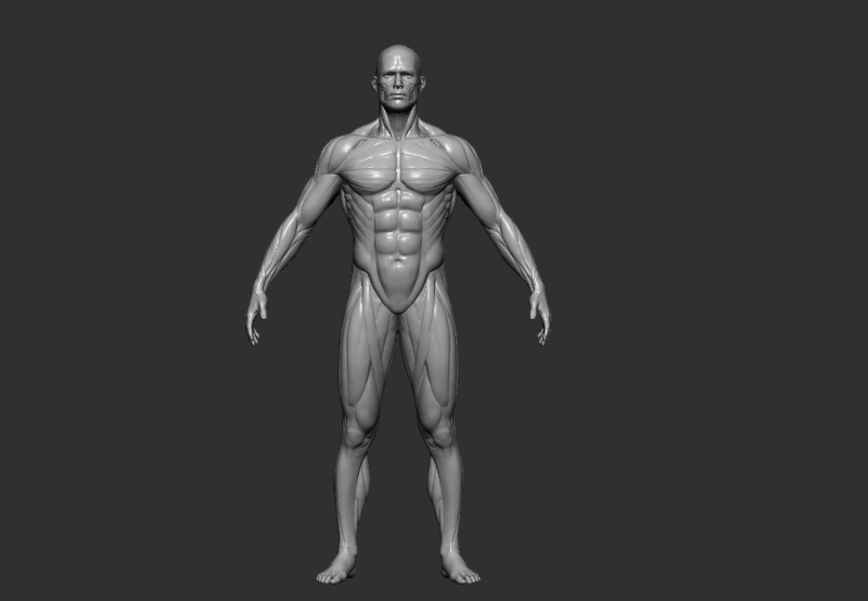 Male Anatomy Figure STL High Detailed Human Body Model for 3D Printing 3D-printmodel .c4d .max .obj .3ds .fbx .stl .blend