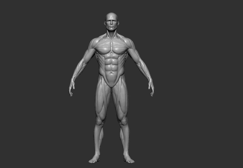 男性の解剖図 STL 3D 印刷用の高詳細な人体モデル 3Dプリントモデル .c4d .max .obj .3ds .fbx .stl .blend