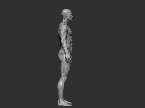 Male Anatomy Figure STL High Detailed Human Body Model for 3D Printing 3D-printmodel