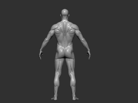 Male Anatomy Figure STL High Detailed Human Body Model for 3D Printing 3D-printmodel