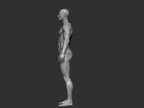 Male Anatomy Figure STL High Detailed Human Body Model for 3D Printing 3D-printmodel