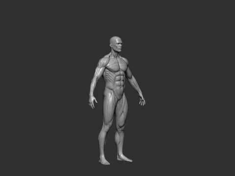 男性の解剖図 STL 3D 印刷用の高詳細な人体モデル 3Dプリントモデル