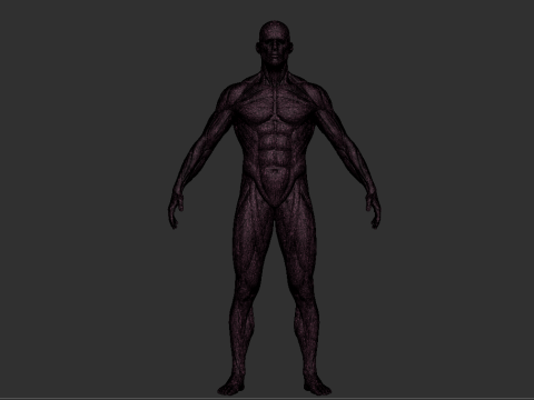 Male Anatomy Figure STL High Detailed Human Body Model for 3D Printing 3D-printmodel