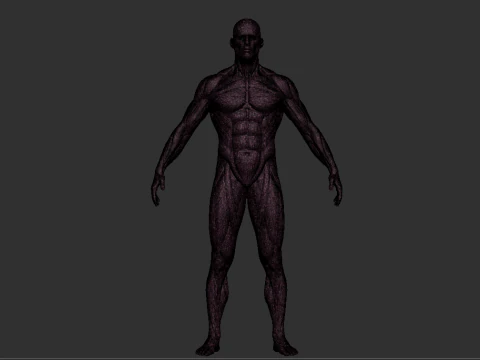 男性の解剖図 STL 3D 印刷用の高詳細な人体モデル 3Dプリントモデル