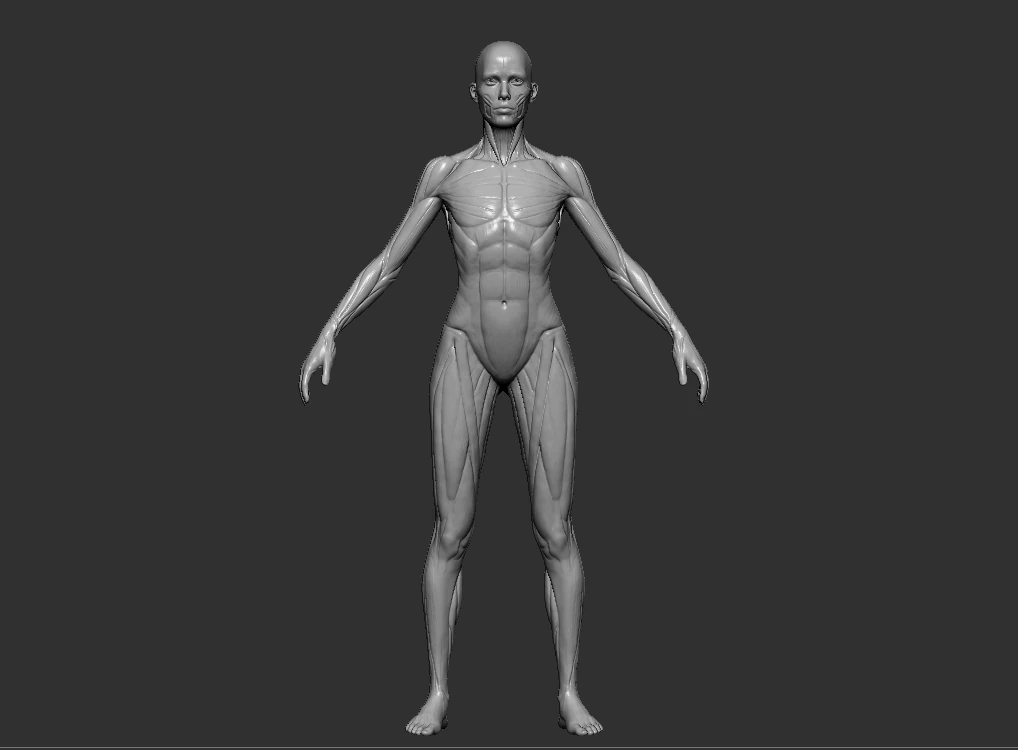 Mod&egrave;le de r&eacute;f&eacute;rence d&rsquo;anatomie f&eacute;minine STL imprimable pour &eacute;tude de sculpture Modèles 3D en vedette .c4d .max .obj .3ds .fbx .stl .blend 