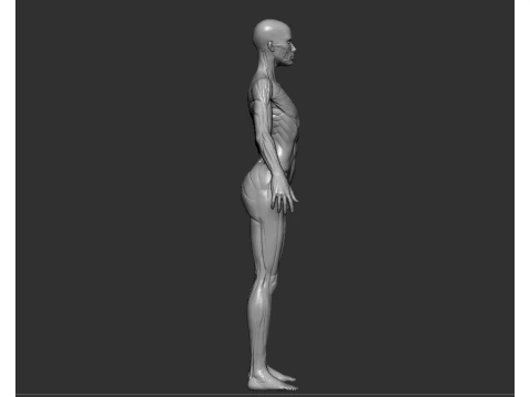 Mod&egrave;le de r&eacute;f&eacute;rence d&rsquo;anatomie f&eacute;minine STL imprimable pour &eacute;tude de sculpture Modèles 3D en vedette