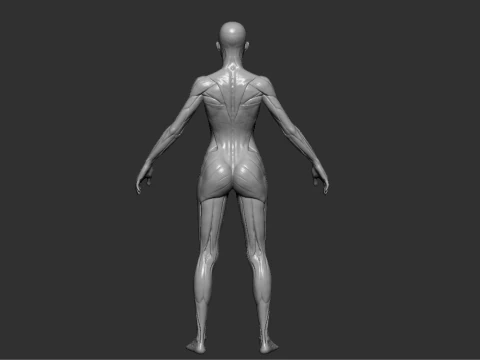 Mod&egrave;le de r&eacute;f&eacute;rence d&rsquo;anatomie f&eacute;minine STL imprimable pour &eacute;tude de sculpture Modèles 3D en vedette