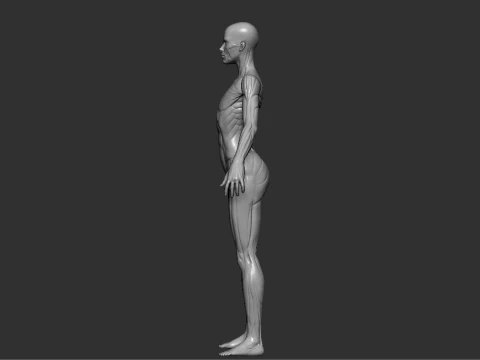 Mod&egrave;le de r&eacute;f&eacute;rence d&rsquo;anatomie f&eacute;minine STL imprimable pour &eacute;tude de sculpture Modèles 3D en vedette