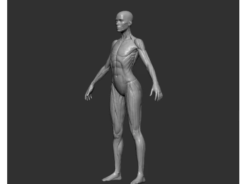 Mod&egrave;le de r&eacute;f&eacute;rence d&rsquo;anatomie f&eacute;minine STL imprimable pour &eacute;tude de sculpture Modèles 3D en vedette