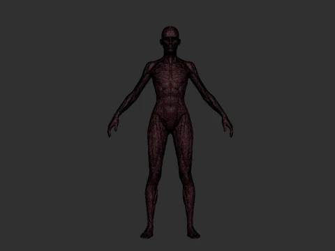 Mod&egrave;le de r&eacute;f&eacute;rence d&rsquo;anatomie f&eacute;minine STL imprimable pour &eacute;tude de sculpture Modèles 3D en vedette