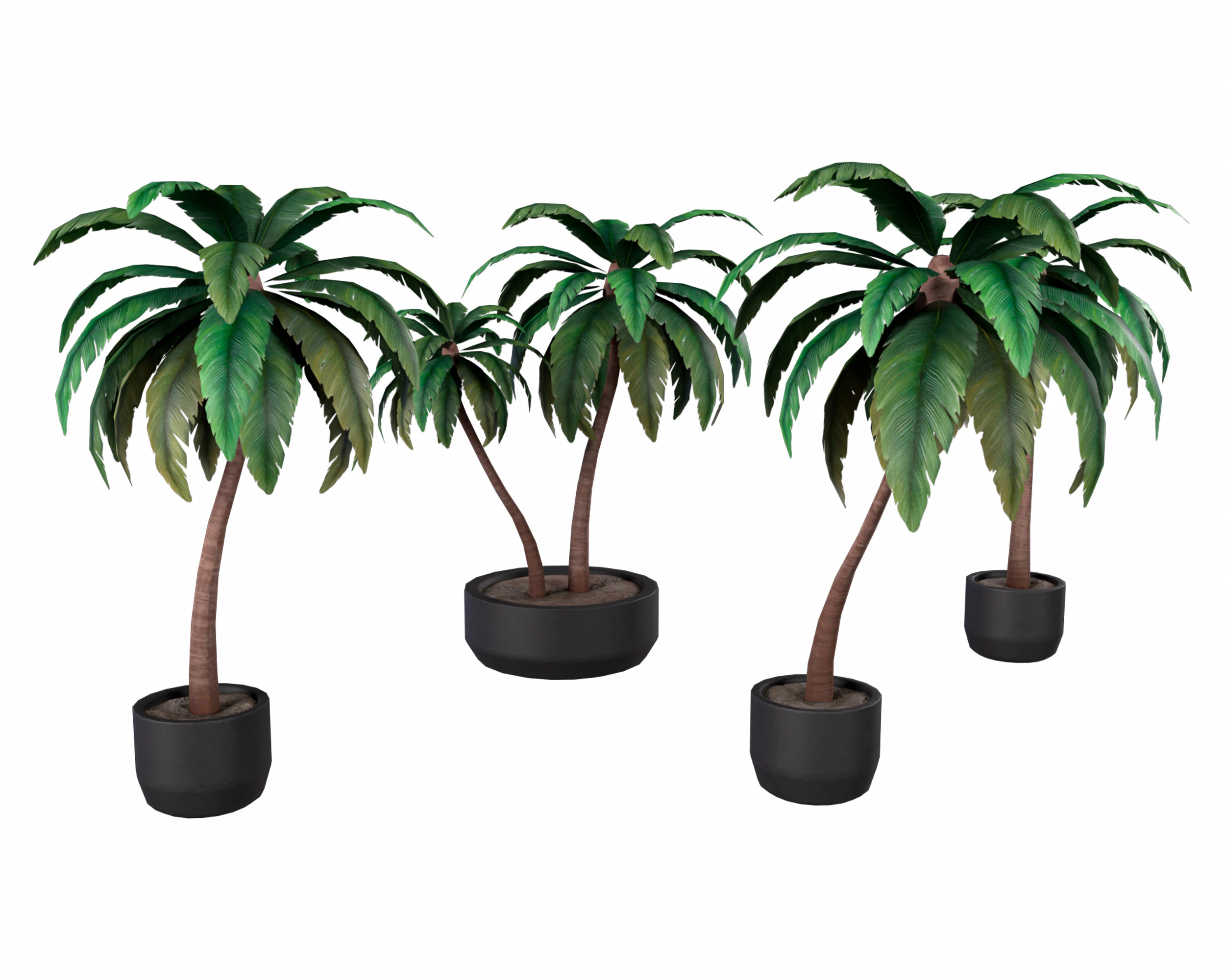 Palma Modello 3D .c4d .max .obj .3ds .fbx .stl .blend 