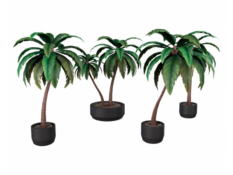 Palm Modèle 3D
