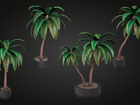 Palm Modello 3D