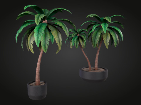 Palm Modello 3D