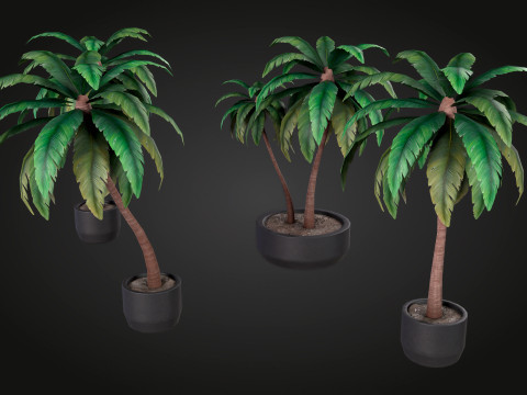 Palm Modello 3D