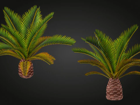 Palm 3D Model