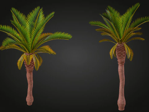 Palm 3D Model