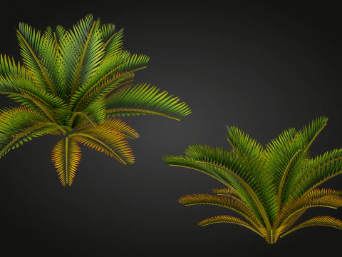 Palm 3D Model