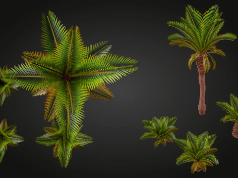 Palm 3D Model