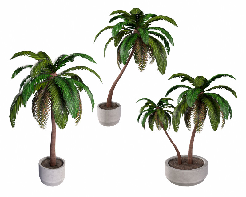 Palm 3D Model .c4d .max .obj .3ds .fbx .stl .blend