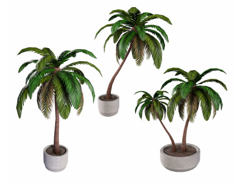 Palm 3D Model