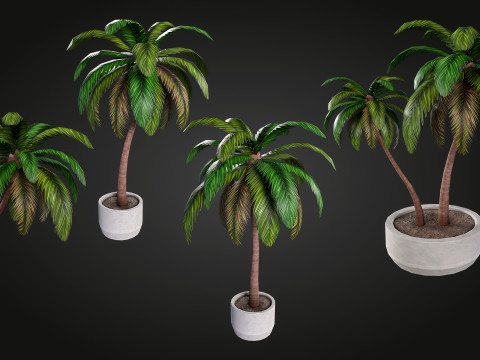 Palm 3D Model