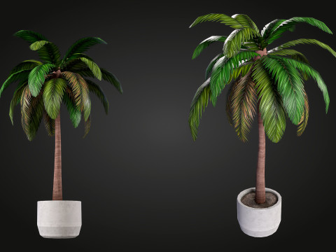 Palm 3D Model