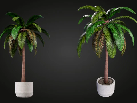 Palm 3D Model