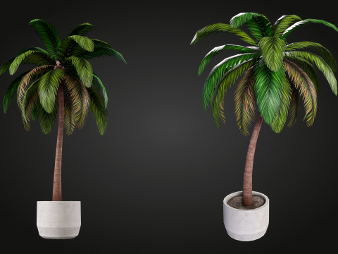 Palm 3D Model