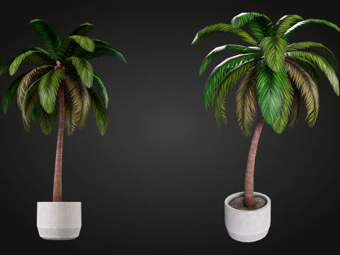 Palm 3D Model
