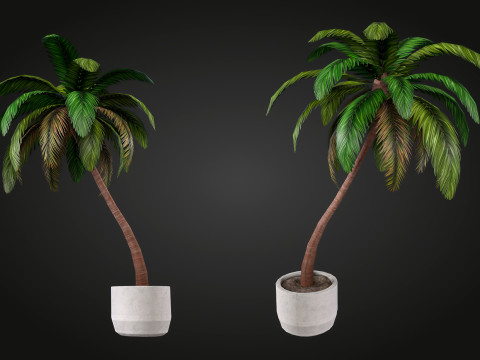 Palm 3D Model