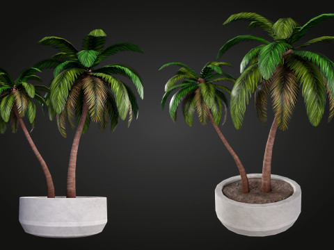 Palm 3D Model