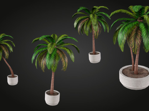 Palm 3D Model