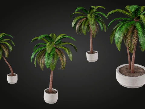 Palm 3D Model