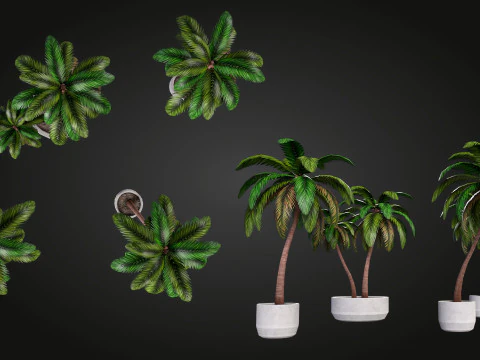 Palm 3D Model
